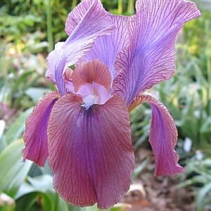 Galanthus to Iris